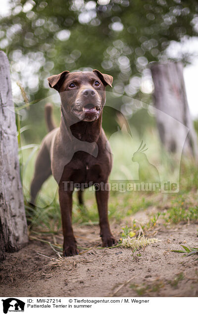Patterdale Terrier in summer / MW-27214