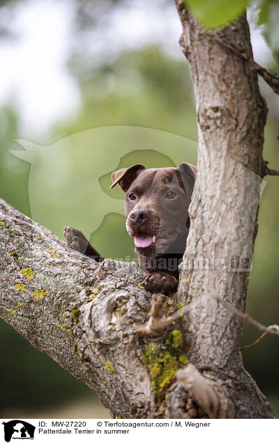 Patterdale Terrier in summer / MW-27220