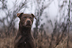 brown Patterdale Terrier