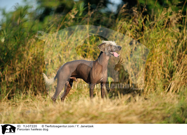 Peruvian hairless dog / YJ-07220