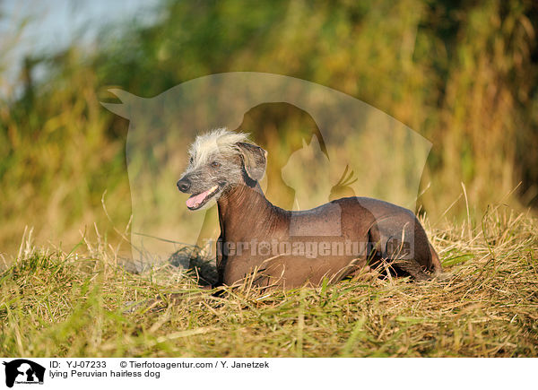 lying Peruvian hairless dog / YJ-07233