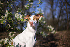 four year old Podenco Ibicenco