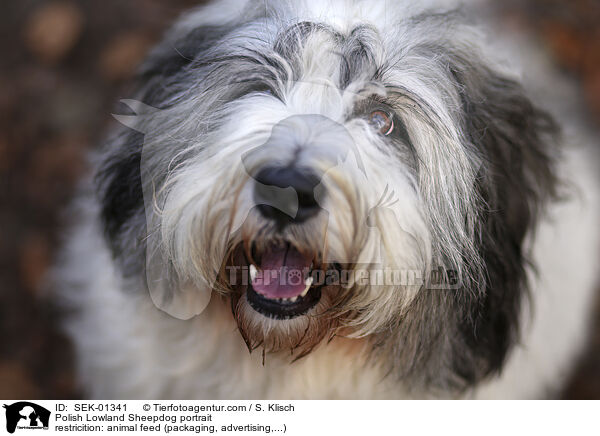 Polish Lowland Sheepdog portrait / SEK-01341