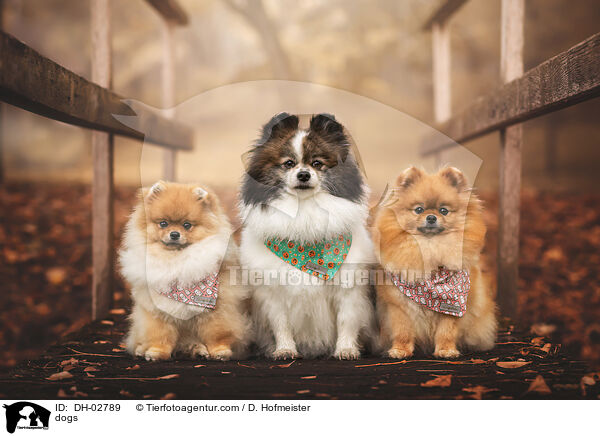 dogs / DH-02789