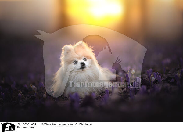 Pomeranian / CF-01457