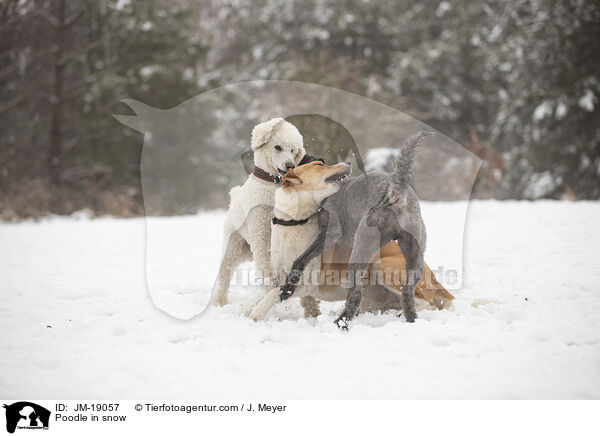 Pudel im Schnee / Poodle in snow / JM-19057