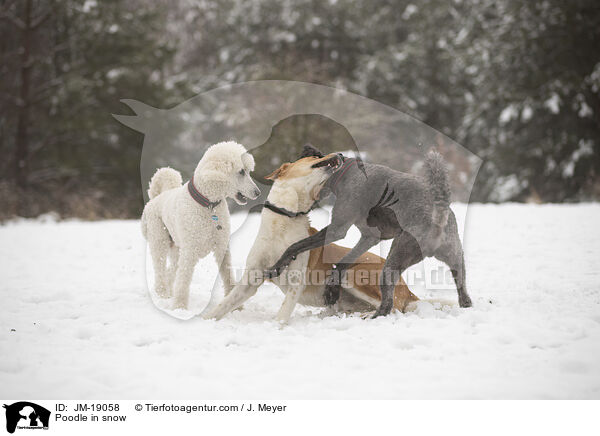 Pudel im Schnee / Poodle in snow / JM-19058