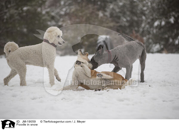 Pudel im Schnee / Poodle in snow / JM-19059
