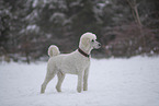 Poodle in snow