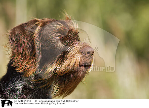 German Broken-coated Pointing Dog Portrait / MIS-01348