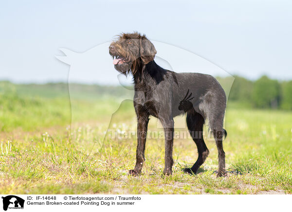 German Broken-coated Pointing Dog in summer / IF-14648