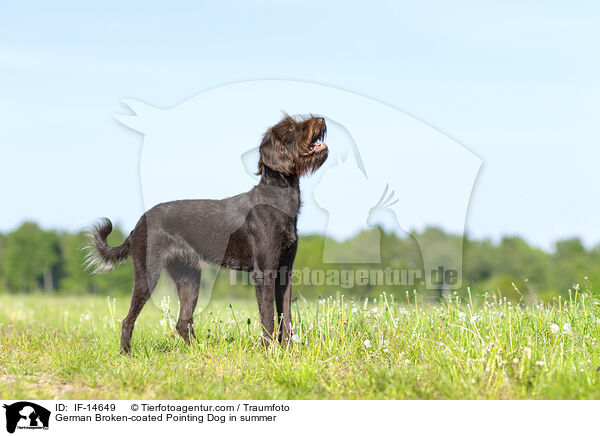 German Broken-coated Pointing Dog in summer / IF-14649