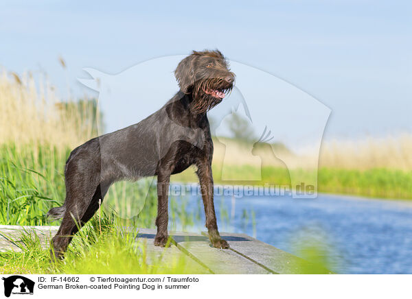 German Broken-coated Pointing Dog in summer / IF-14662