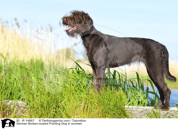 German Broken-coated Pointing Dog in summer / IF-14667