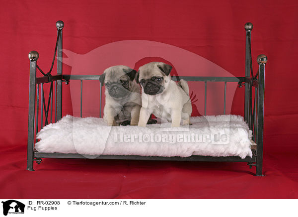 Mops Welpen im Bett / Pug Puppies / RR-02908
