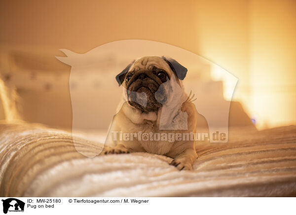 Pug on bed / MW-25180