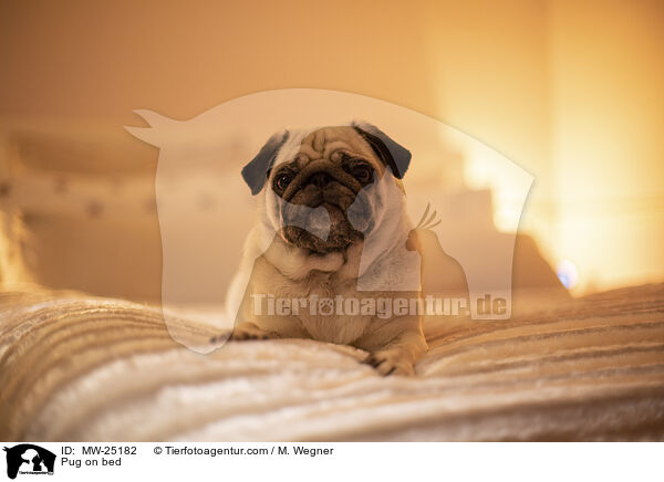 Pug on bed / MW-25182