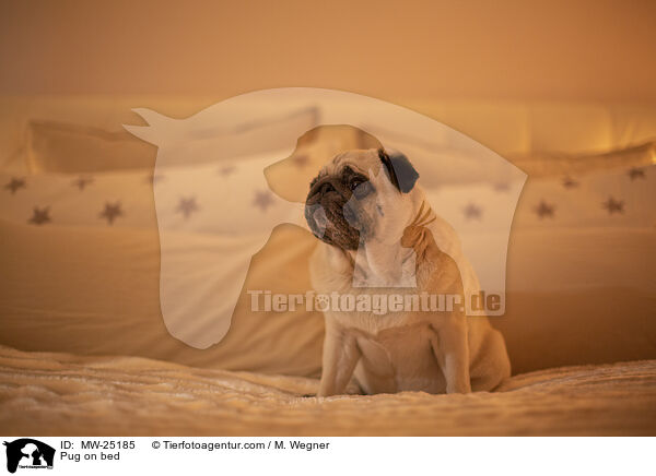 Pug on bed / MW-25185