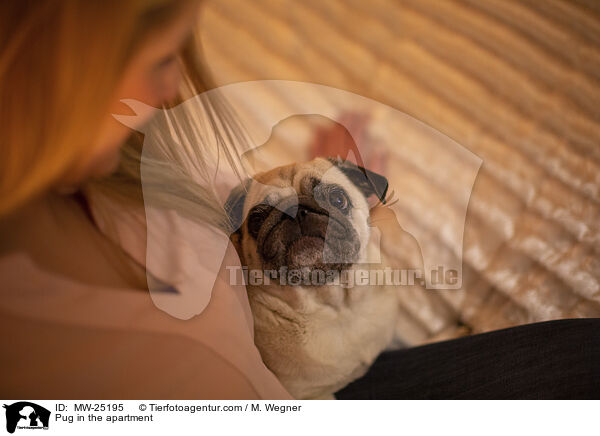 Pug in the apartment / MW-25195