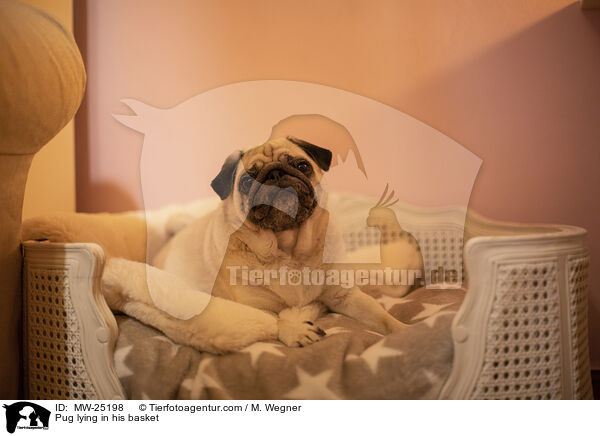 Pug lying in his basket / MW-25198