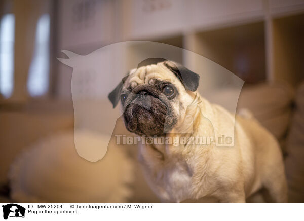 Pug in the apartment / MW-25204