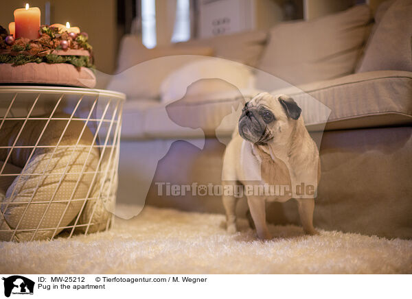 Pug in the apartment / MW-25212