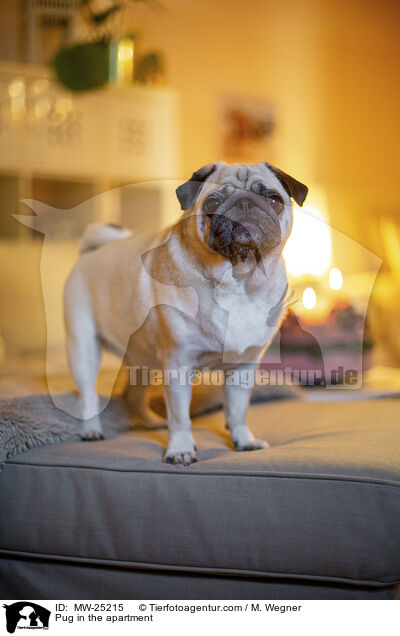 Pug in the apartment / MW-25215