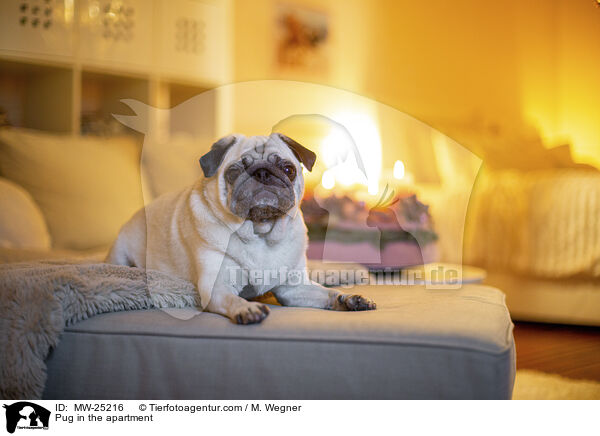 Pug in the apartment / MW-25216
