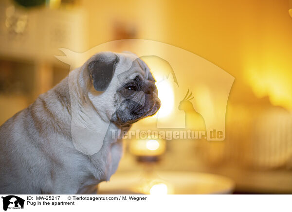 Pug in the apartment / MW-25217