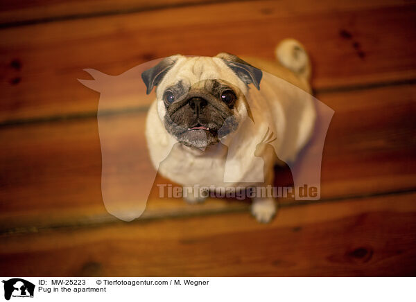 Pug in the apartment / MW-25223