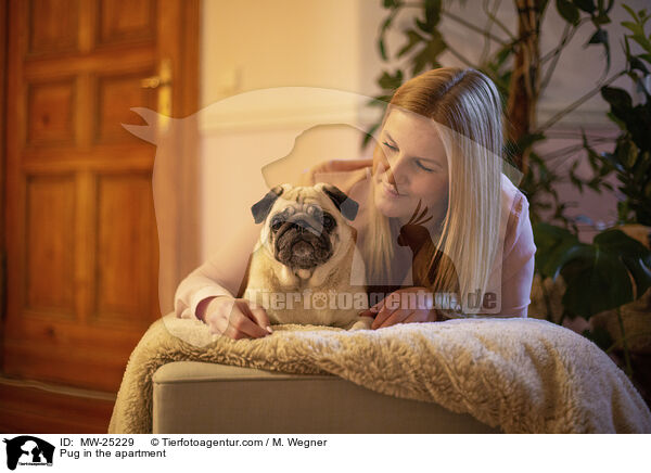 Pug in the apartment / MW-25229
