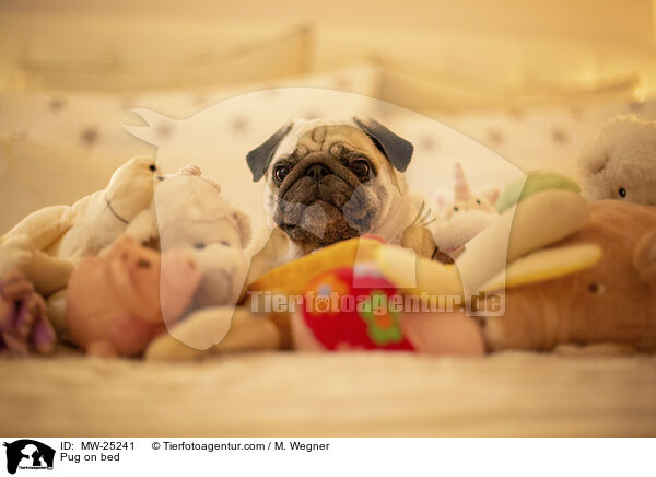 Pug on bed / MW-25241