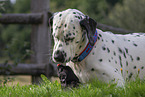 Dalmatian with pug puppy