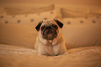 Pug on bed