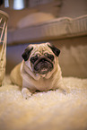 Pug in the apartment