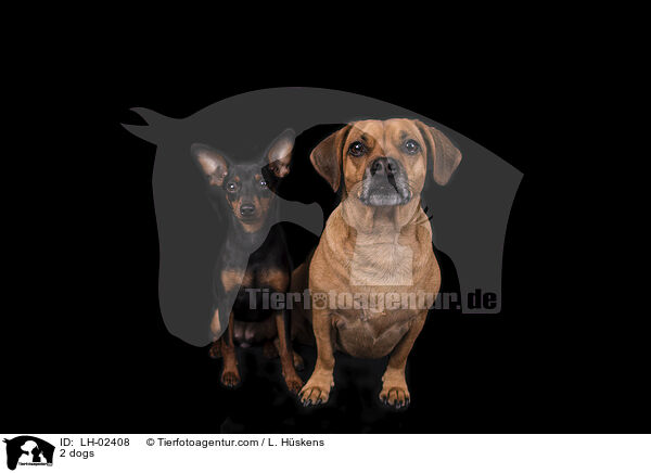 2 dogs / LH-02408