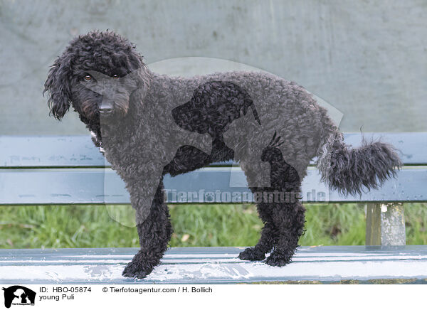 young Puli / HBO-05874