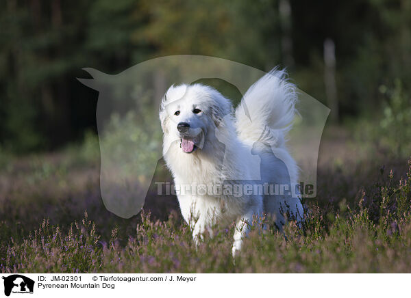 Pyrenean Mountain Dog / JM-02301