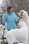 woman with Great Pyrenees dogs