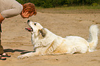 woman and Pyrenean Mountain Dog
