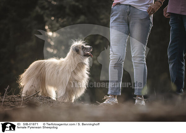 female Pyrenean Sheepdog / SIB-01871