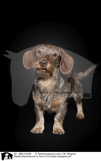 Rabbit-Dachshund in front of a black background / MW-14456