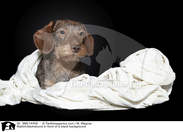 Rabbit-Dachshund in front of a black background / MW-14458