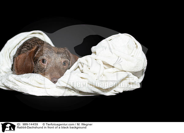Rabbit-Dachshund in front of a black background / MW-14459