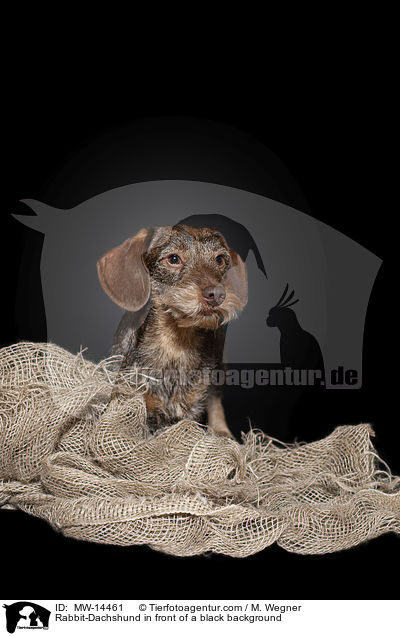 Rabbit-Dachshund in front of a black background / MW-14461
