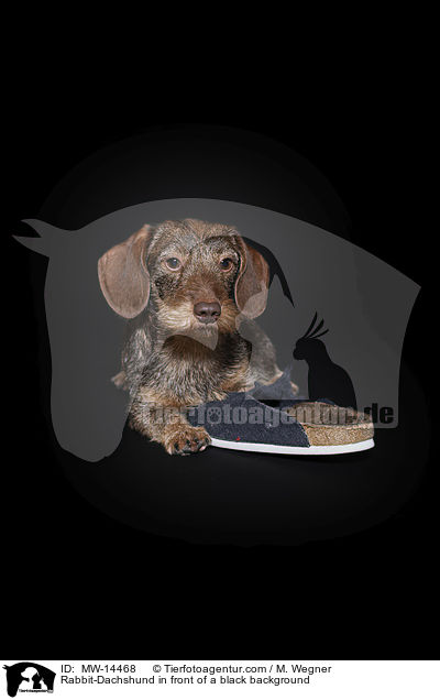 Rabbit-Dachshund in front of a black background / MW-14468