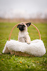 Jack-Russell-Pug-Mongrel in the basket