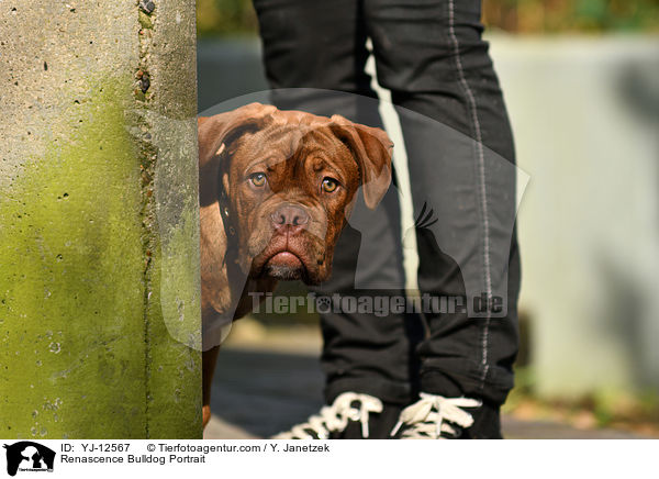 Renascence Bulldog Portrait / YJ-12567