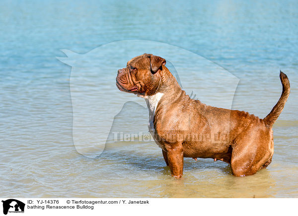 bathing Renascence Bulldog / YJ-14376