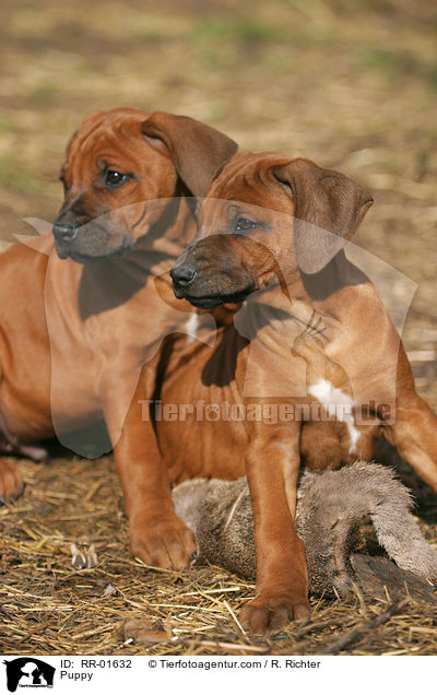 Rhodesian Ridgeback Welpe / Puppy / RR-01632